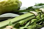 Sukkot Lulav and Etrog