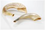 shofar