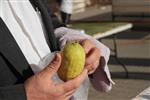 Checking etrog