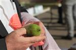 Checking etrog