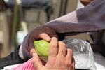 Checking etrog