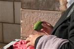 Checking etrog