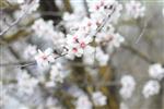 blossom
