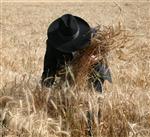 Wheat field