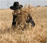 Wheat field