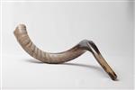 shofar