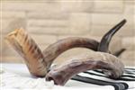 Shofar blowing a ram&#39;s horn