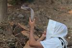 Shofar blowing a ram&#39;s horn