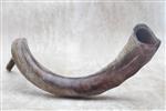 Shofar blowing a ram&#39;s horn