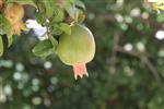 Pomegranate for dinner New Year&#39;s holiday