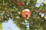 Pomegranate for dinner New Year&#39;s holiday