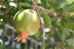 Pomegranate for dinner New Year&#39;s holiday