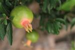 Pomegranate for dinner New Year&#39;s holiday