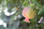 Pomegranate for dinner New Year&#39;s holiday