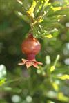 Pomegranate for dinner New Year&#39;s holiday