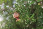 Pomegranate for dinner New Year&#39;s holiday