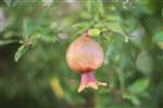 Pomegranate for dinner New Year&#39;s holiday