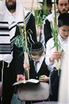 Gigantic Lulav and Etrog