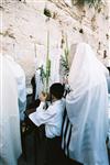 Gigantic Lulav and Etrog