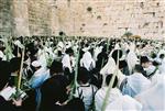 Gigantic Lulav and Etrog