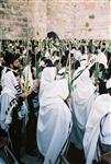 Gigantic Lulav and Etrog