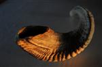 shofar