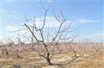 Almond tree in blossom