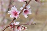 Almond tree in blossom