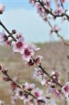 Almond tree in blossom