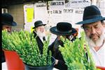 Jewish choose and shake the Four Species on Sukkot