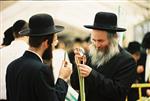 Jewish choose and shake the Four Species on Sukkot