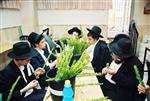 Jewish choose and shake the Four Species on Sukkot