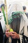 Jewish choose and shake the Four Species on Sukkot