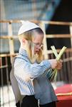 Jewish choose and shake the Four Species on Sukkot