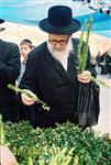 Jewish choose and shake the Four Species on Sukkot