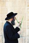 Jewish choose and shake the Four Species on Sukkot