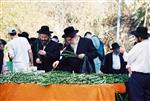 Jewish choose and shake the Four Species on Sukkot