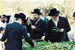 Jewish choose and shake the Four Species on Sukkot