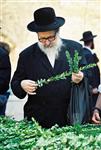 Jewish choose and shake the Four Species on Sukkot