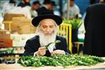 Jewish choose and shake the Four Species on Sukkot