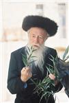 Jewish choose and shake the Four Species on Sukkot