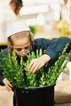 Jewish choose and shake the Four Species on Sukkot