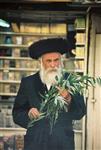 Jewish choose and shake the Four Species on Sukkot