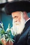 Jewish choose and shake the Four Species on Sukkot