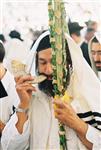 יהודים בוחרים ומנענים את ארבעת המינים בחג הסוכות