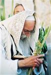 Jewish choose and shake the Four Species on Sukkot