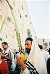 Jewish choose and shake the Four Species on Sukkot