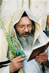 Jewish choose and shake the Four Species on Sukkot