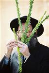 Jewish choose and shake the Four Species on Sukkot