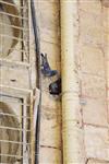 An interesting daily life routine in Jerusalem